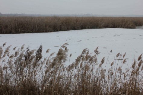 Estany d'Ivars i Vila-sana nevat