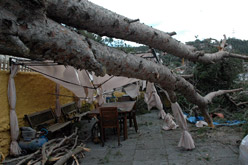 fallen trees due to strong winds in catalonia - from vilaweb.cat