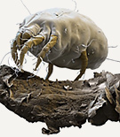 imatge web