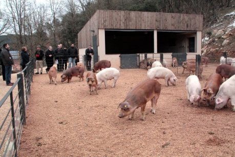 La presentació ha tingut lloc a la granja d'un dels productors d'embotits que col·labora amb la festa, Can Salgot d'Aiguafreda. FOTO: Busquets, Laura.