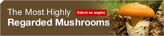The Most Highly Regarded Mushrooms