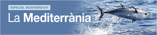 La Mediterrnia