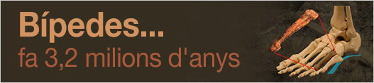 Bípedes... fa 3,2 milions d'anys