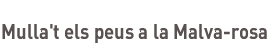 Mulla't els peus a la Malva-rosa