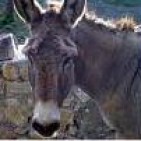 Ens prenen per  burros