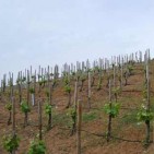La vinya per als joves 
