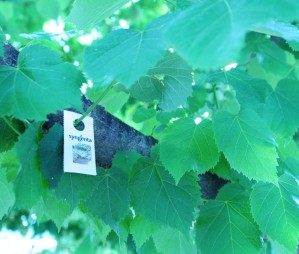 Vic Verd aplica el control biol�gic al pug� que afecta els arbres del centre