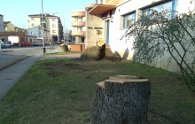 Els boscos de les Gavarres acumulen moltes branques i arbres caiguts