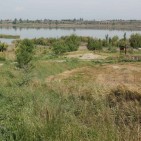Descobrir la flora de l'Estany d'Ivars i Vila-sana